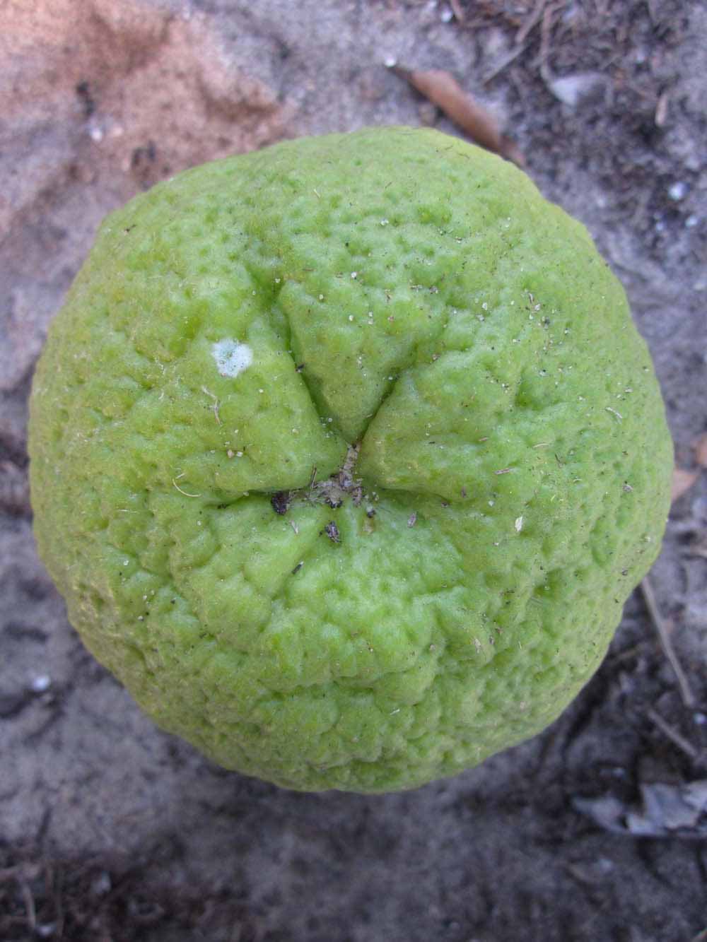            Fruit (Winter Haven, FL)   